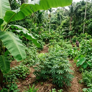 Lush tropical vegetable garden with banana leaves and cassava in a humid jungle-edge setting