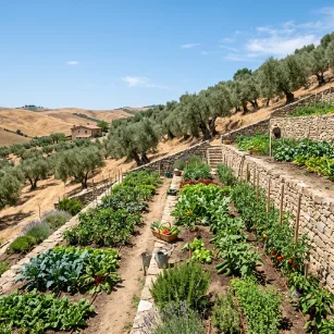 Mediterranean terraced vegetable garden with olive trees and dry golden hills