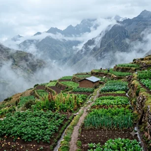 High-altitude terraced vegetable plot with misty mountain slopes in the background