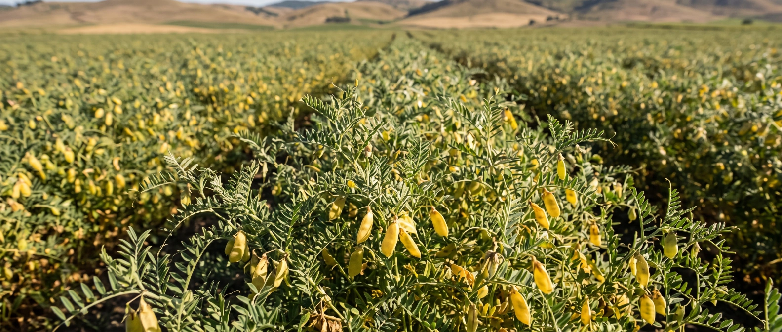 Lentil plants